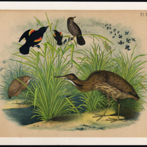 Amerikaanse Bitern Rode Gevleugelde Starling Jaspis 1878