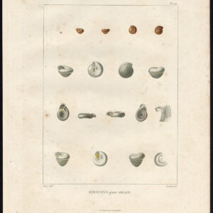 Antieke prent-LAND SLAK-SHELL-LIMACON-GASTROPOD WEEFSEL-VIII-Coutant-Bessa-1820