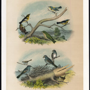 Zwarte En Gele Zaaivogel Hermit Thrush Winter Wren Jaspis 1878