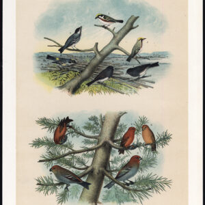 Gele Rumped Warbler Snowbird American Crossbill Jasper 1878