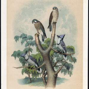 Mus Hawk Blue Jay Rusty Cowned Falcon Jaspis 1878