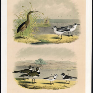 Minste Bittern Ruddy Plover Ring Neck Killdeer Jasper 1878