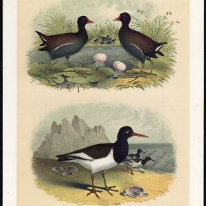 Oystercatcher Florida Gallinule Gewone Jaspis 1878