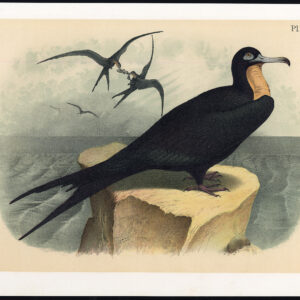 Frigatebird Man Of War Jasper 1878