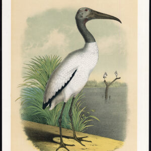 Hout Ibis Stork Jaspis 1878