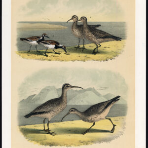 Turnstone Esquimaux Curlew Doughbird Hudsonian Jaspis 1878