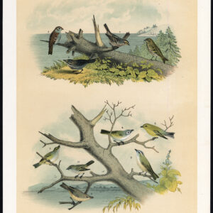 Pine Finch Minste Flycatcher Field Sparrow Vireo Jasper 1878