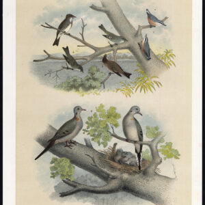 Flycatcher Nuthatch Mourning Turtle Carolina Dove Jaspis 1878