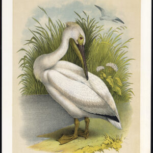 Witte Pelikaan Jaspis 1878