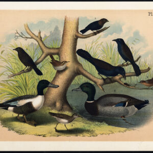Shoveller Eend Mallard Sandpiper Black Crow Hout Wren Jaspis 1878