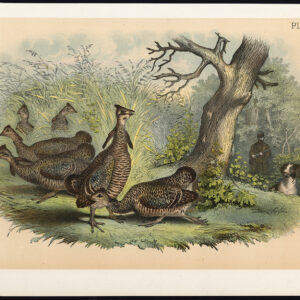 Gespelde Grouse Greater Prairie Chicken Jasper 1878