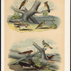 Cedar Bird American Pipit Shore Lark Chewink Warbler Jasper 1878