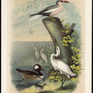 Tropicbird Reiger Sandpiper Heron Hooded Merganser Duck Jaspis 1878
