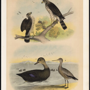 Duif Hawk Buzzard Dusky Duck Black Tailed Godwit Jaspis 1878