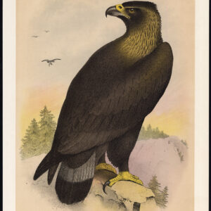 Gouden Adelaar Ring Staart Adelaar Jaspis 1878