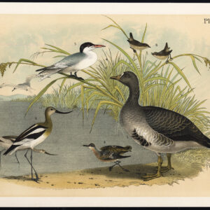 Goose Marsh Wren Cayenne Stern Red Phalarope Avocet Jaspis 1878