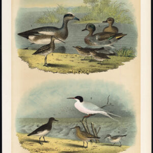 Amerikaanse Snipe Waterlijster Widgeon Groen Gevleugelde Teal Jaspis 1878