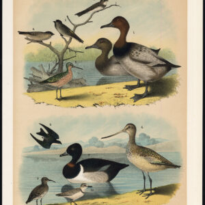 Canvas Back Duck Bank Swallow Cliff Rough Winged Jaspis 1878