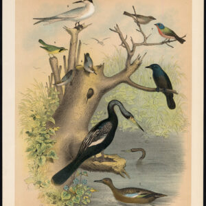 Anhinga Kaneel Teal Nuthatch Sandwich Stern Bunting Jaspis 1878