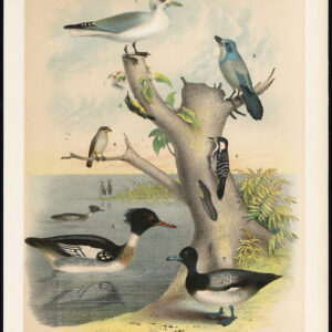 Florida Jay Bahama Creeper Merganser Duck Scaup Jasper 1878