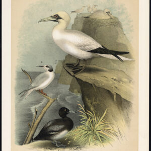 Gannet Forster'S Stern Groter Scaup Eend Jaspis 1878
