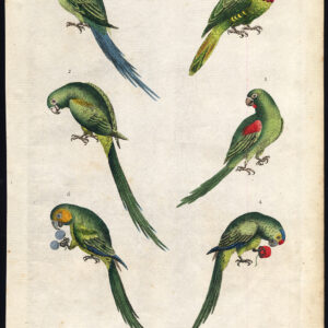 Long Tailed Parroquet Parakeet Parrot Yellow Faced Martyn 1785