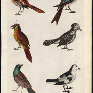 Snow Bunting Red Crested Butcher Bird Groen Headed Martyn 1785