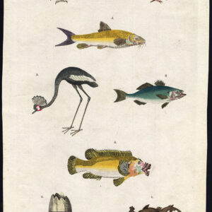 Antieke prent-BALANUS-BALEARIC CRANE-BARBEL-BASSE-RED CROWNED BARBET-Martyn-1785