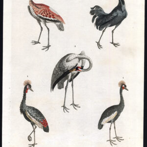Crested Crane Gewone Balearisch Whooping Martyn 1785