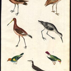Grote Amerikaanse Godwit Red Breasted Goldfinch Green Martyn 1785