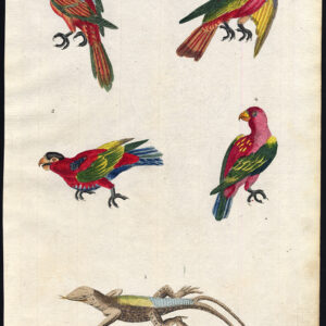 Grote Gespotte Hagedis Scarlet Lory Lorikeet Parrot Martyn 1785