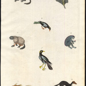 Antieke prent-MANGO VIS-MARMOT-MARTEN-VLIEGENDE MAUCAUCO-MYNA-Martyn-1785