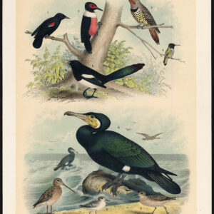 Cormorant Specker Sandpiper Snipe Phalarope Tropial Jaspis 1878