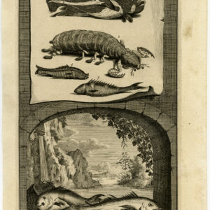 Antieke Prent-VIS-AMBOINA-INDONESIË-I-Valentijn-1726