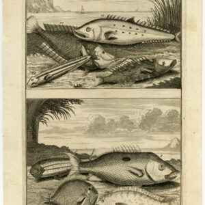 Antieke Prent-VIS-AMBOINA-INDONESIË-II-Valentijn-Elliger-1726