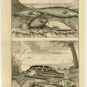 Antieke Prent-VIS-AMBOINA-INDONESIË-III-Valentijn-Elliger-1726