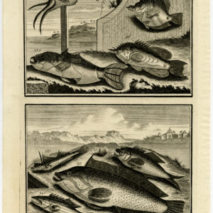 Antieke Prent-VIS-AMBOINA-INDONESIË-VI-Valentijn-1726