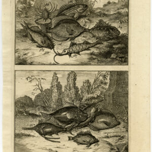 Antieke Prent-VIS-KRAB-AMBOINA-INDONESIË-VII-Valentijn-1726