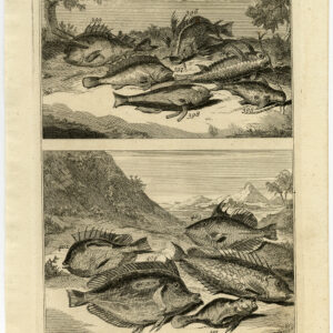 Antieke Prent-VIS-AMBOINA-INDONESIË-VIII-Valentijn-1726