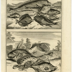 Antieke Prent-VIS-AMBOINA-INDONESIË-VIII-Valentijn-1726