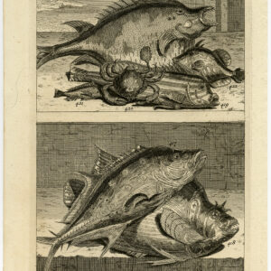 Antieke Prent-VIS-AMBOINA-INDONESIË-IX-Valentijn-1726