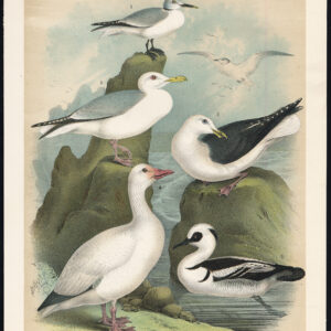 Haringmeeuw Sneeuw Gans Smew Vork Tailled Zadel Back Jaspis 1878