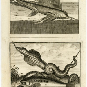 Antieke Prent-VIS-AMBOINA-INDONESIË-X-Valentijn-Jongman-1726