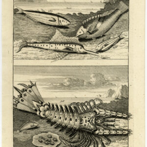 Antieke Prent-VIS-AMBOINA-INDONESIË-XI-Valentijn-Elliger-1726