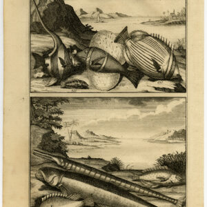 Antieke Prent-VIS-AMBOINA-INDONESIË-XII-Valentijn-Philips-1726