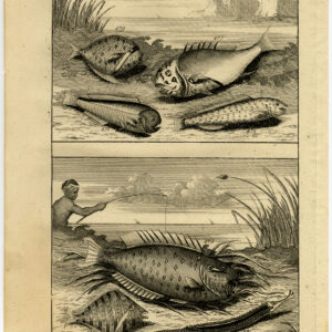 Antieke Prent-VIS-AMBOINA-INDONESIË-XIII-Valentijn-Elliger-1726