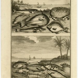 Antieke Prent-VIS-AMBOINA-INDONESIË-XIV-Valentijn-1726