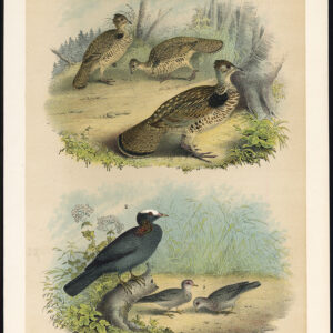 Ground Dove Ruffed Grouse White Cowned Duif Jaspis 1878