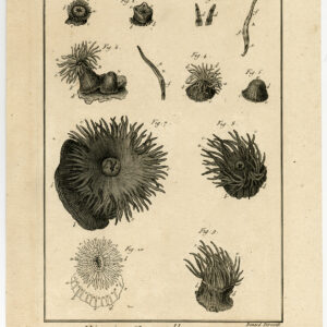 Antieke prent-WEEKDIEREN-MOLLUSCA-ZEANEMOON-PLAAT 72-Benard-Panckoucke-1793