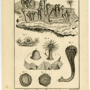 Antieke prent-WEEKDIEREN-MOLLUSCA-ZEANEMOON-PLAAT 70-Benard-Panckoucke-1793